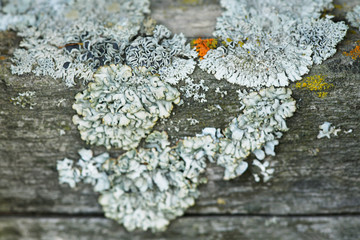 Blurred background. The epiphytic lichen Parmelia Sulcata on the tree in the garden. Mold, lichen...