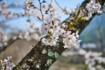 桜