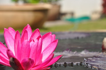 pink lotus flower in the pond