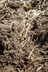 Lentil seedlings just poking through the ground in a farmer’s field in Saskatchewan, Canada (selective focus)