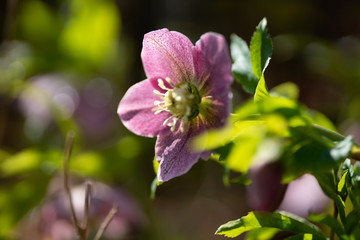 flower