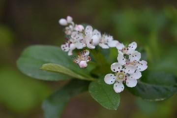white flowers