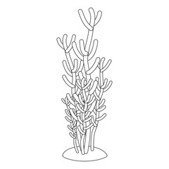 corals in linear style