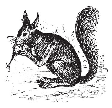 recommend clip art: Squirrel animal, vintage illustration.