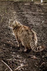 Cat on nature outdoors. Street cat, village cat in the garden. 