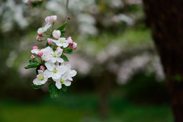 close-up of apple blossom, garden, fruit growing, apple orchard
