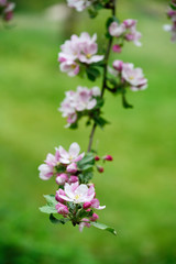 fruit tree in bloom, apple blossom, blossoming apple tree