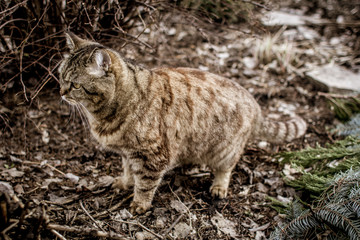Cat on nature outdoors. Street cat, village cat in the garden. 