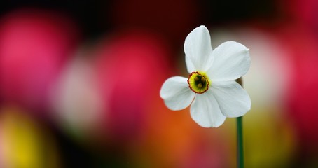 White daffodils on a colored background, spring calendar