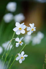 daffodils in the garden, blooming garden