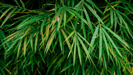 Very green fresh bamboo leaves background in tropical forest close up details