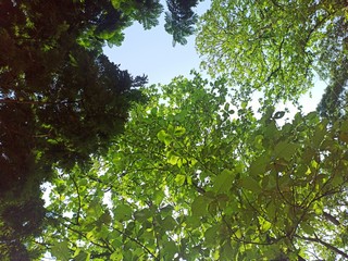 Trees between the sky