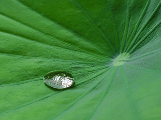 Water drop on lotus leaf / Shadow of lotus leaf and surrounding can reflect in water drop / closeup texture with green vivid color background