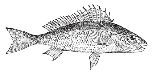 Ruffe fish, vintage illustration.