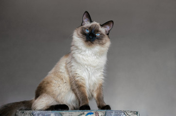 Beautiful balinese cat with blue eyes and long hair - obrazy, fototapety, plakaty