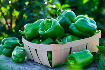 Green bell green pepper on a table in the garden. - obrazy, fototapety, plakaty