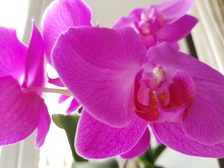 Fototapeta na wymiar Pink petals of an orchid flower