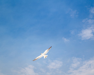 A lone seagull flying in the sky on a summer day. 