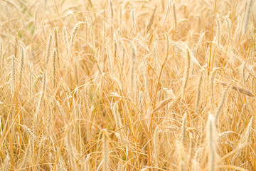 Close up view of a golden wheat field in the countryside.