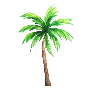 watercolor palm tree with trunk and leaves