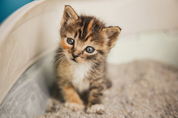 New Born Cat Photos Royalty Free Images Graphics Vectors