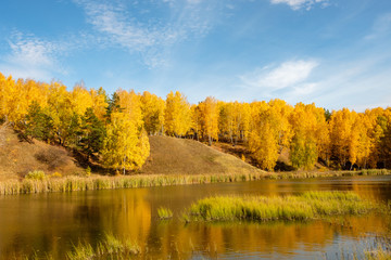 Fototapeta na wymiar Autumn landscape of a birch forest in yellow foliage and a reservoir