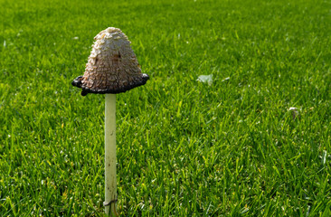 Mushroom on green grass