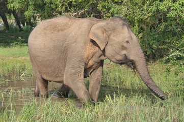 Fototapeta premium Macro shot of the big Indian elephant in wild habitat, Yala National park, Sri Lanka. 