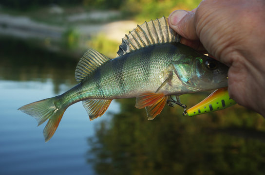 European perch in the hand of a fisherman.
