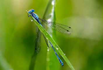 Makroaufnahme einer Libelle auf einem Blatt 