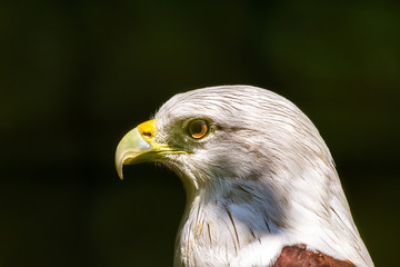 Close Up of a Eagle