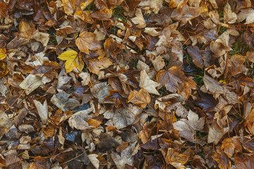 floor full leaves autumn golden color