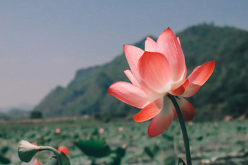 Beautiful pink waterlily or lotus flower