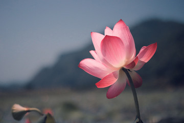 Beautiful pink waterlily or lotus flower