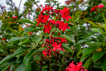 Jatropha blossom