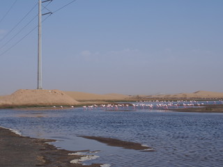 Flamingos resting at the water's edge, Cape Cross, Swakopmund, Namibia