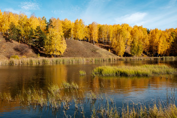 wetland in autumn trees in yellow leaves are reflected in the water