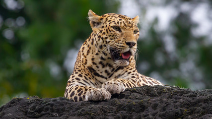 leopard on a tree