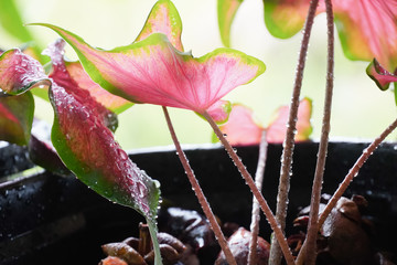 The red bonbon tree is watered in the morning.