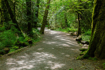 Obraz premium Hiking trail in Goldstream Provincial Park, Vancouver Island, Bristish Colombia, Canada