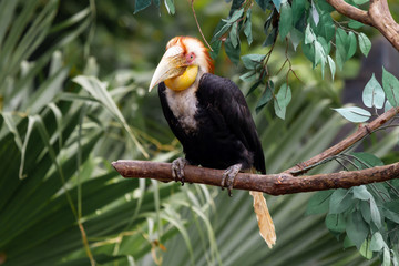 yellow billed hornbill © JARUKA