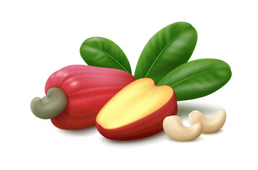 Fresh whole and half cashew fruit (apple), leaves and kernels (nuts) isolated on white background. Realistic vector illustration.