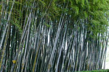 Bamboo branches in bamboo forest. Landscape of vertical trees in tropical rainforest