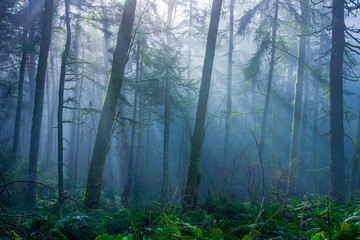 sunbeams in foggy forest