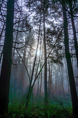 sun through foggy forest