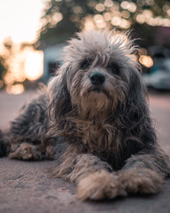 Stray dog spotted on a mountain top in Khao Kho