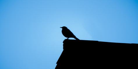 Fototapeta premium Silueta de un pájaro en un techo con un cielo azul en el fondo.
