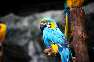colorful parrot standing on a branch alone and look at space