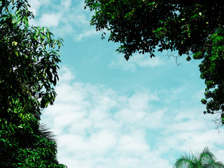 Fototapeta premium Green leaves in the conner with fluffy cloud in the sky