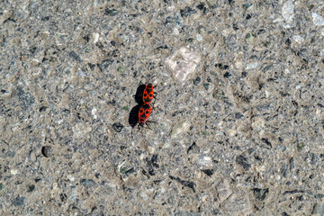 Animal wildlife. Two firebug connecting together. Macro photography